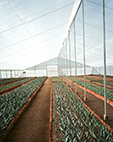 agave plants growing in greenhouse